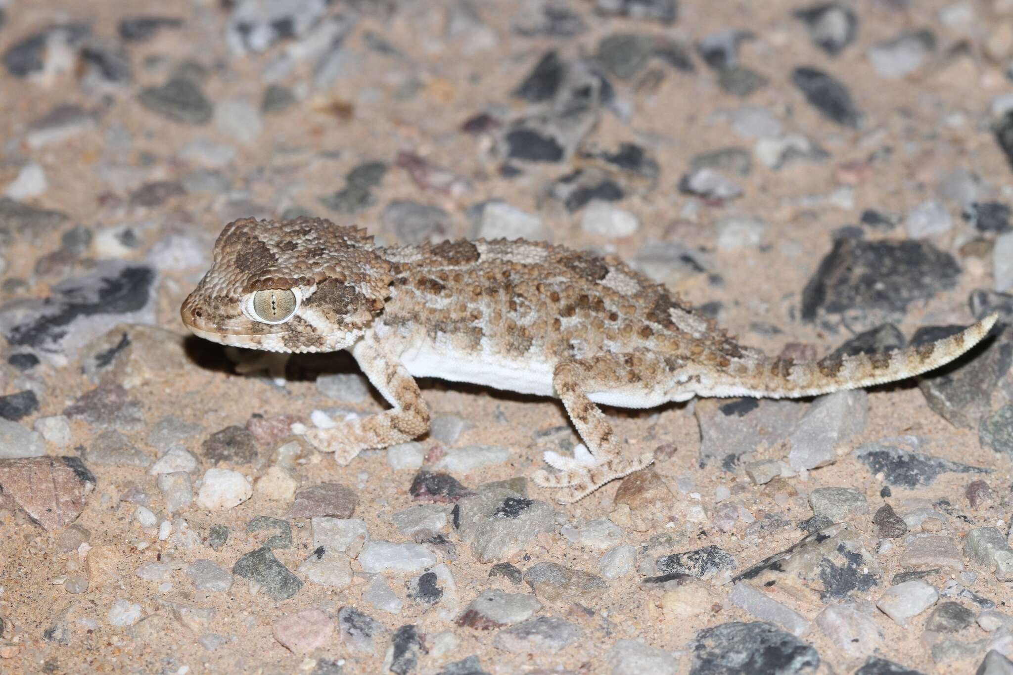 Image of Helmeted gecko