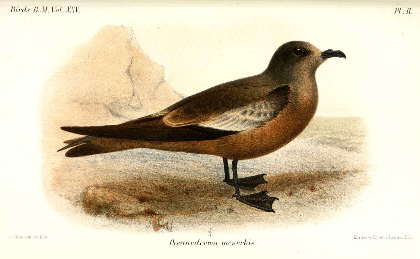 Image of Swinhoe's Storm Petrel