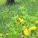 Image of Silvery Pantaloon Bee