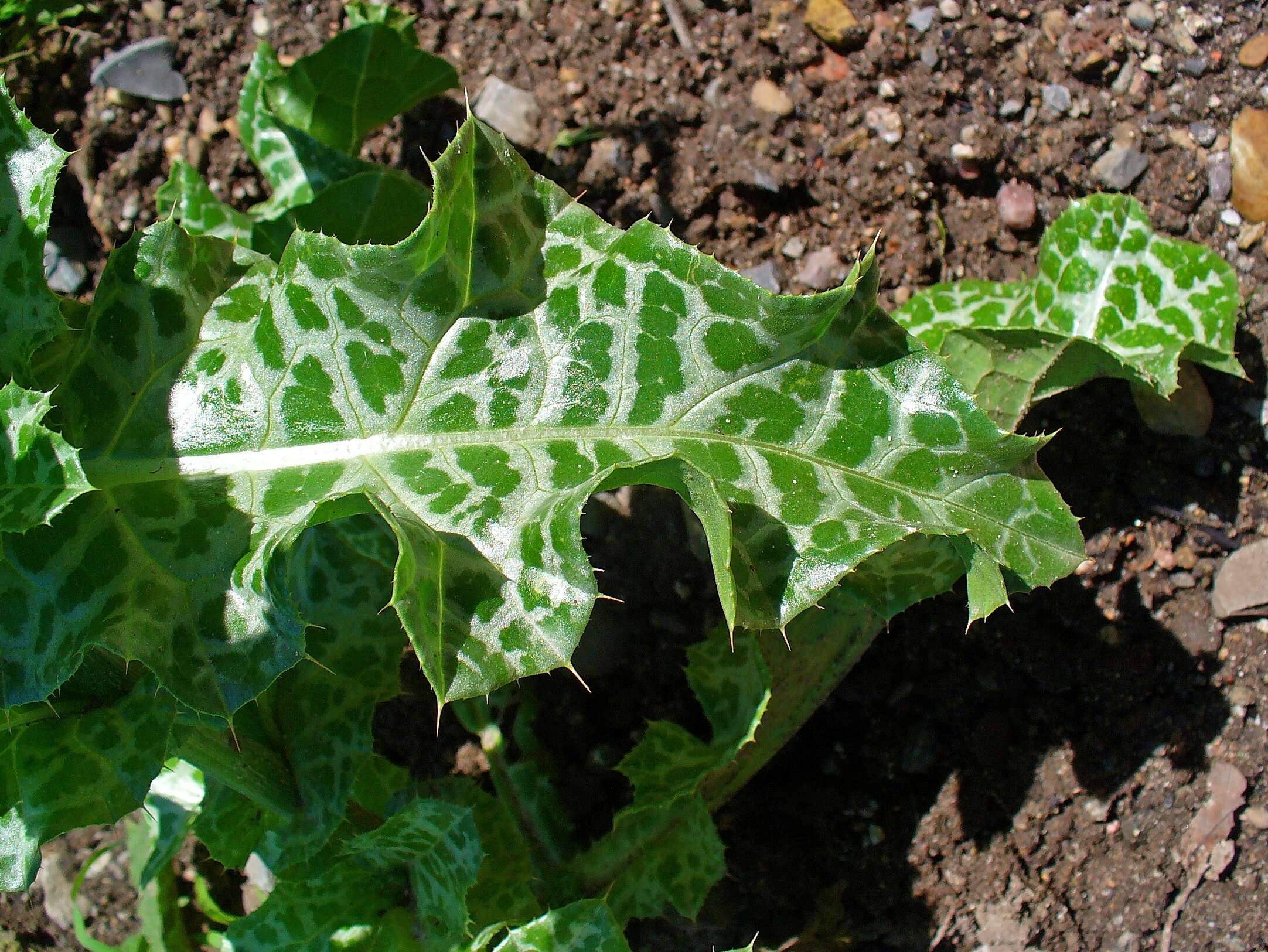 Image of Milk thistle