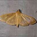 Image of The Alamo Moth