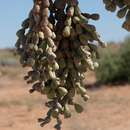 Image of jumping cholla