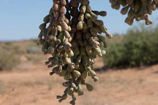 Image of jumping cholla