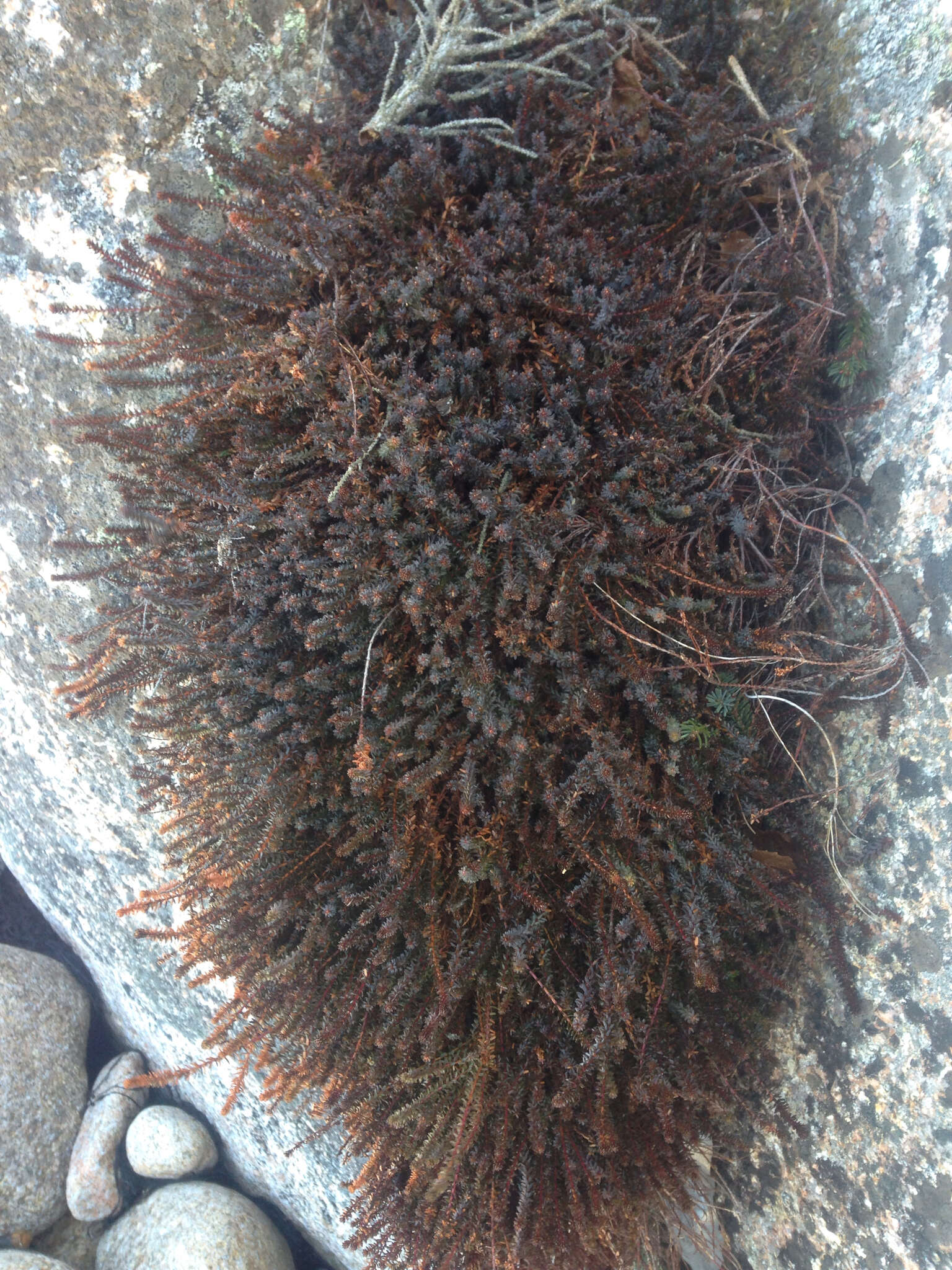 Image of black crowberry