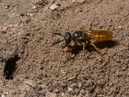 Philanthus triangulum diadema (Fabricius 1781)的圖片