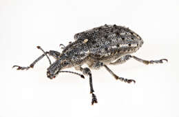 Image of New York Weevil