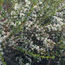 Image of Olearia solandri (Hook. fil.) Hook. fil.