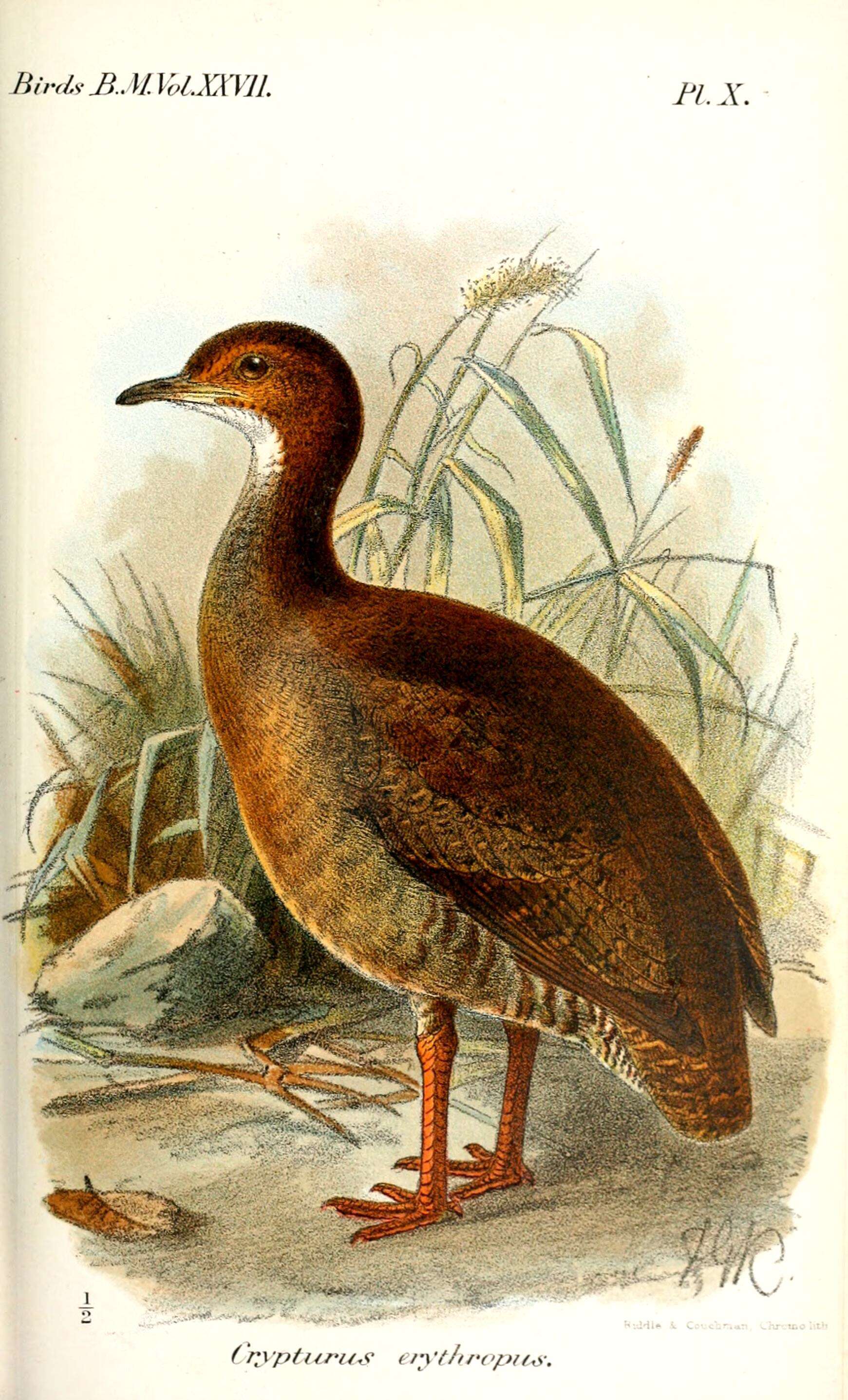 Image of Red-legged Tinamou