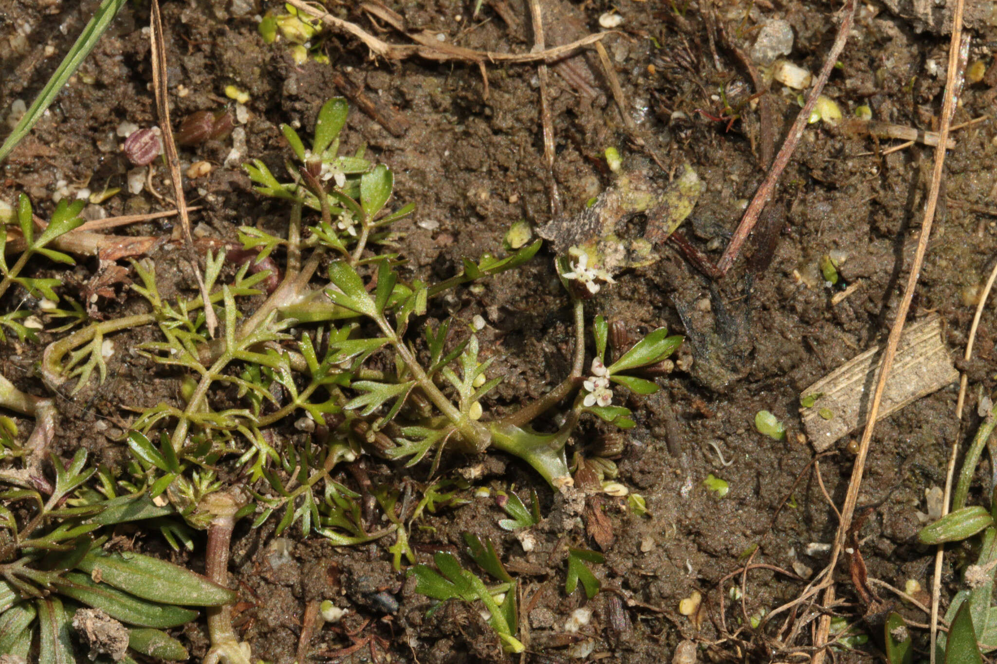 Image of Helosciadium inundatum (L.) Koch