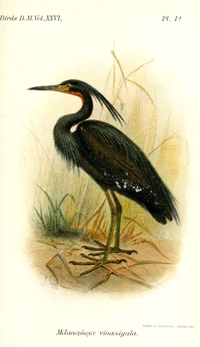 Image of herons and bitterns