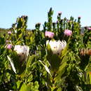 Image of Bot River protea