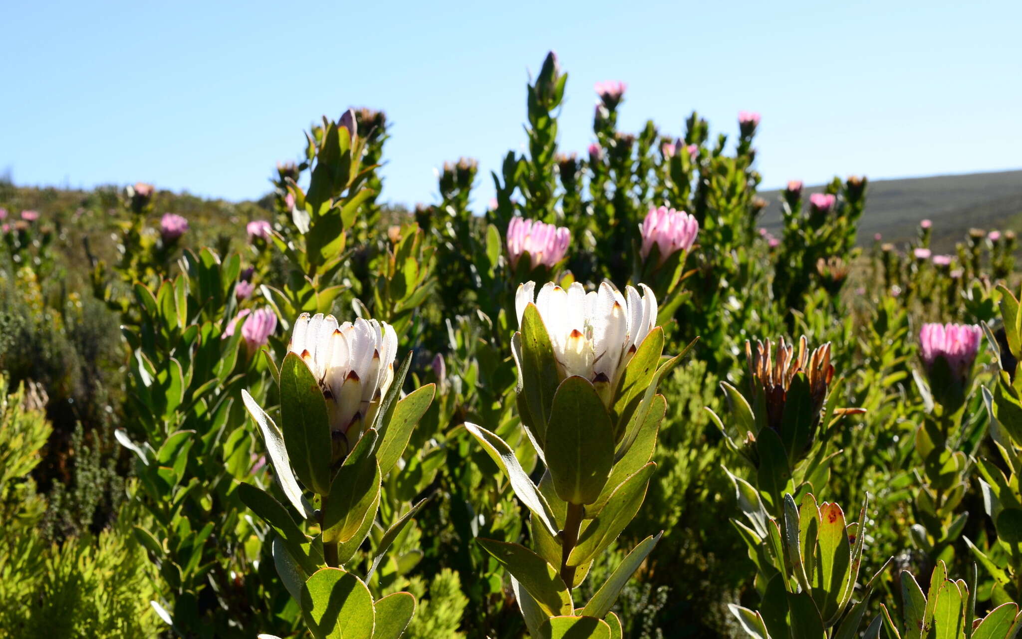 Image of Bot River protea