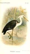 Image of Pied Heron