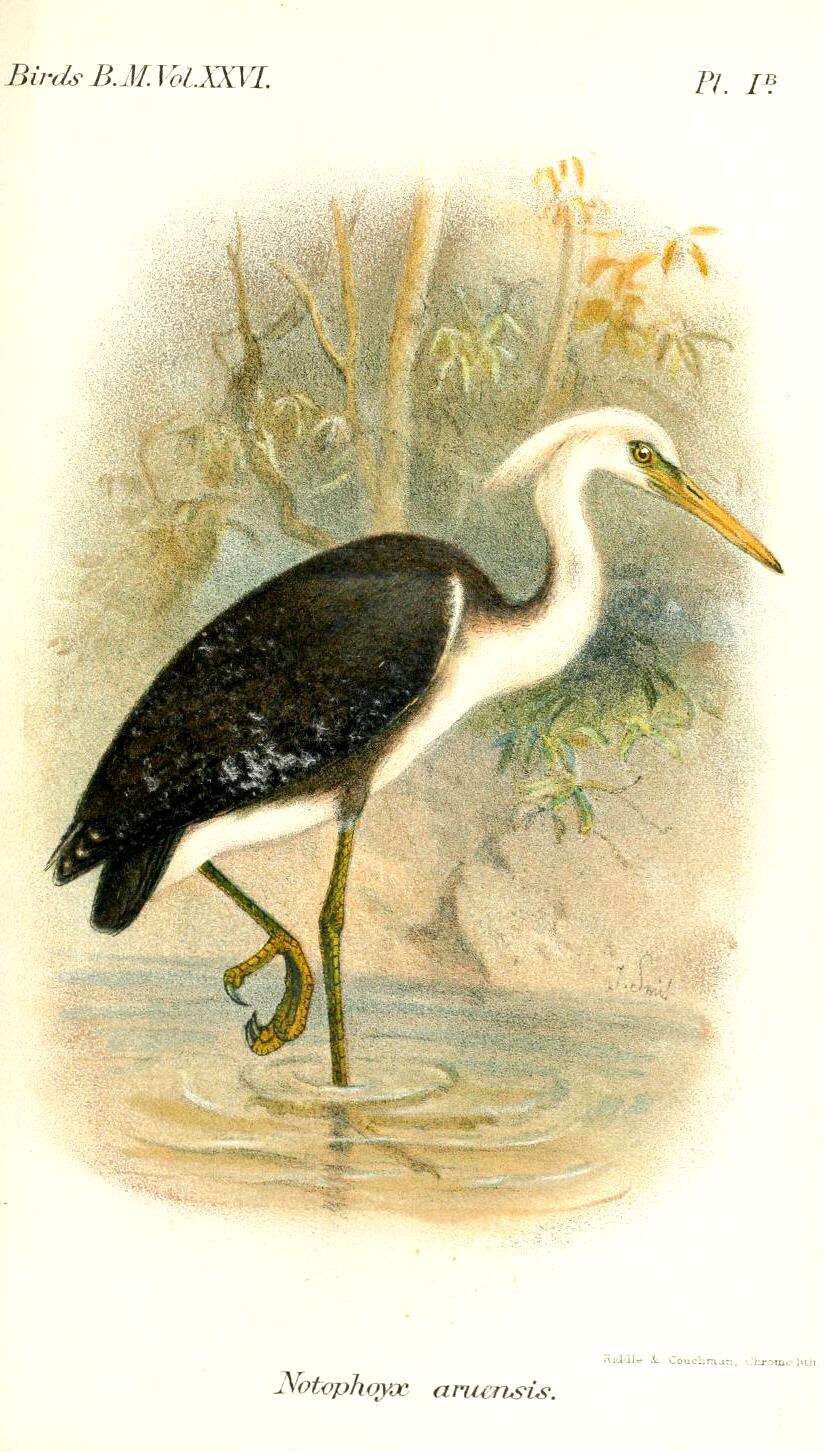 Imagem de Egretta picata (Gould 1845)