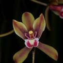 Image de Cymbidium finlaysonianum Lindl.