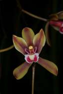 Image of Cymbidium finlaysonianum Lindl.