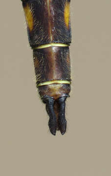 Image of Broad-tailed Shadowdragon
