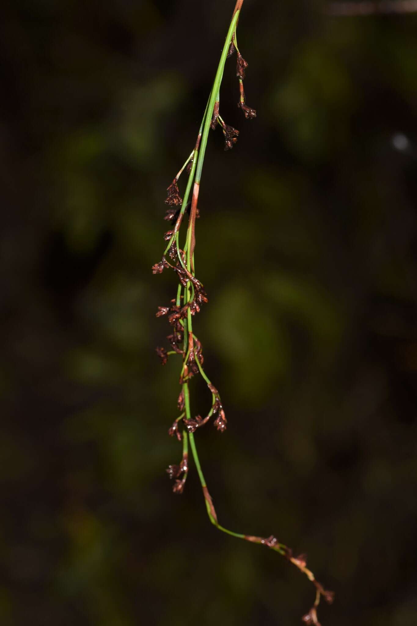 Image of Costularia pantopoda (Baker) C. B. Clarke ex Cherm.