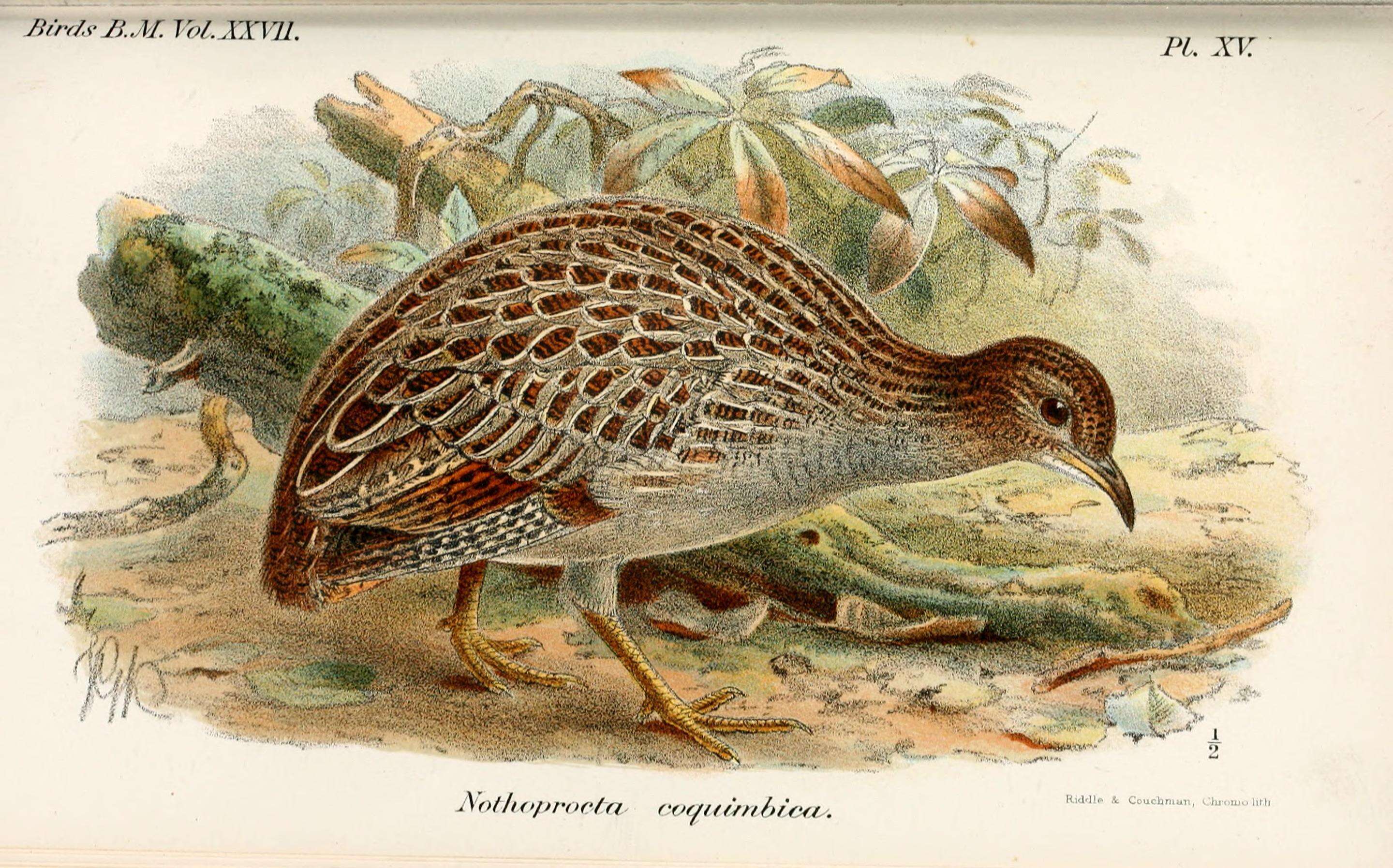 Image of Chilean Tinamou