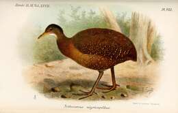 Image of Hooded Tinamou