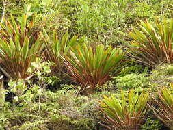 Image de Glomeropitcairnia penduliflora (Griseb.) Mez