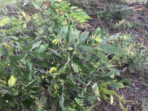 Quercus incana W. Bartram resmi