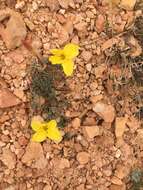 Image of Oenothera lavandulifolia Torr. & Gray