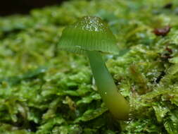 Image of Gliophorus viridis (G. Stev.) E. Horak 1971