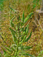 Image of white mustard