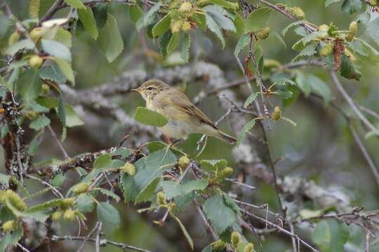 Image of Common Chiffchaff