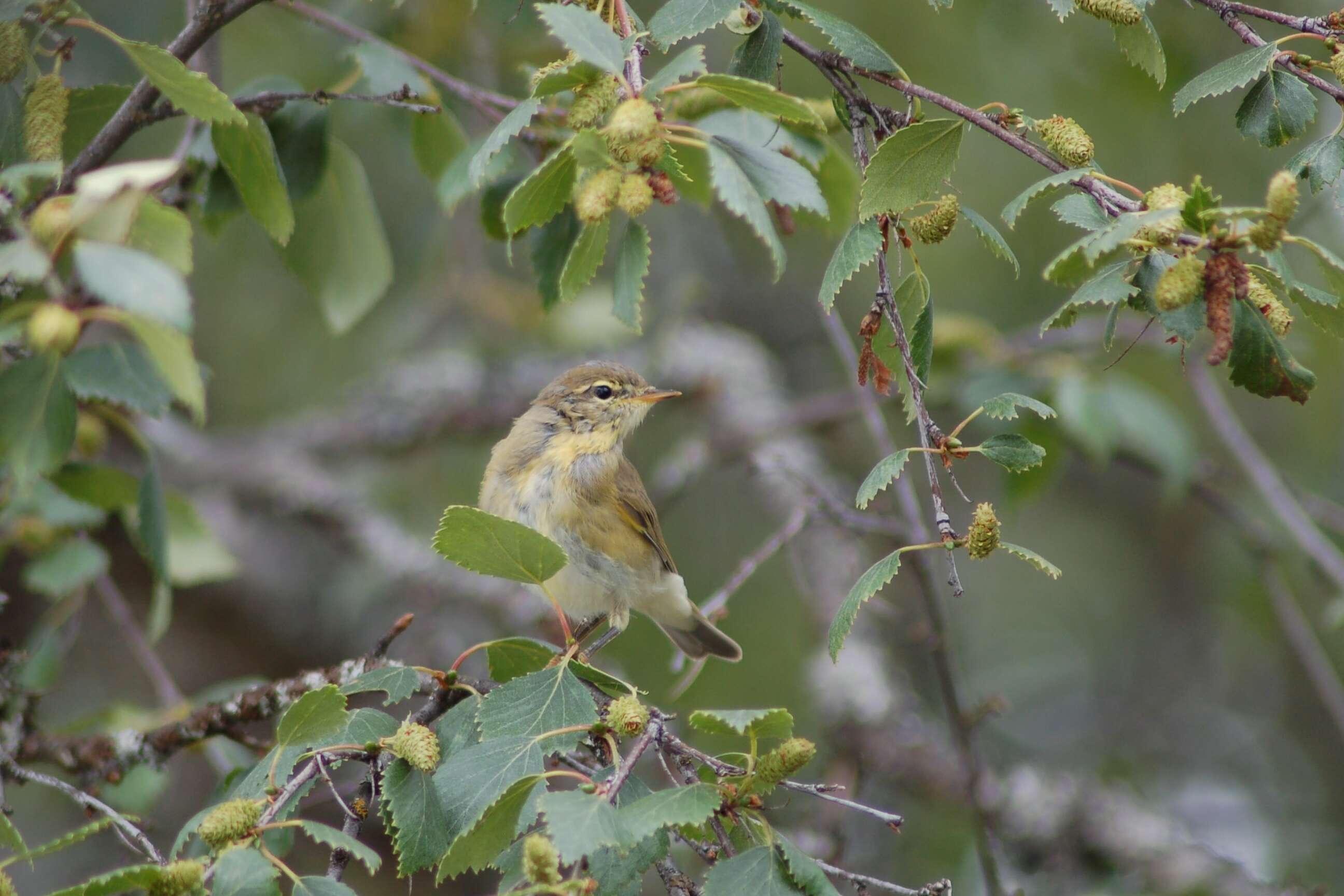 Image of Common Chiffchaff