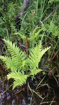 Image of Osmundastrum cinnamomeum Presl