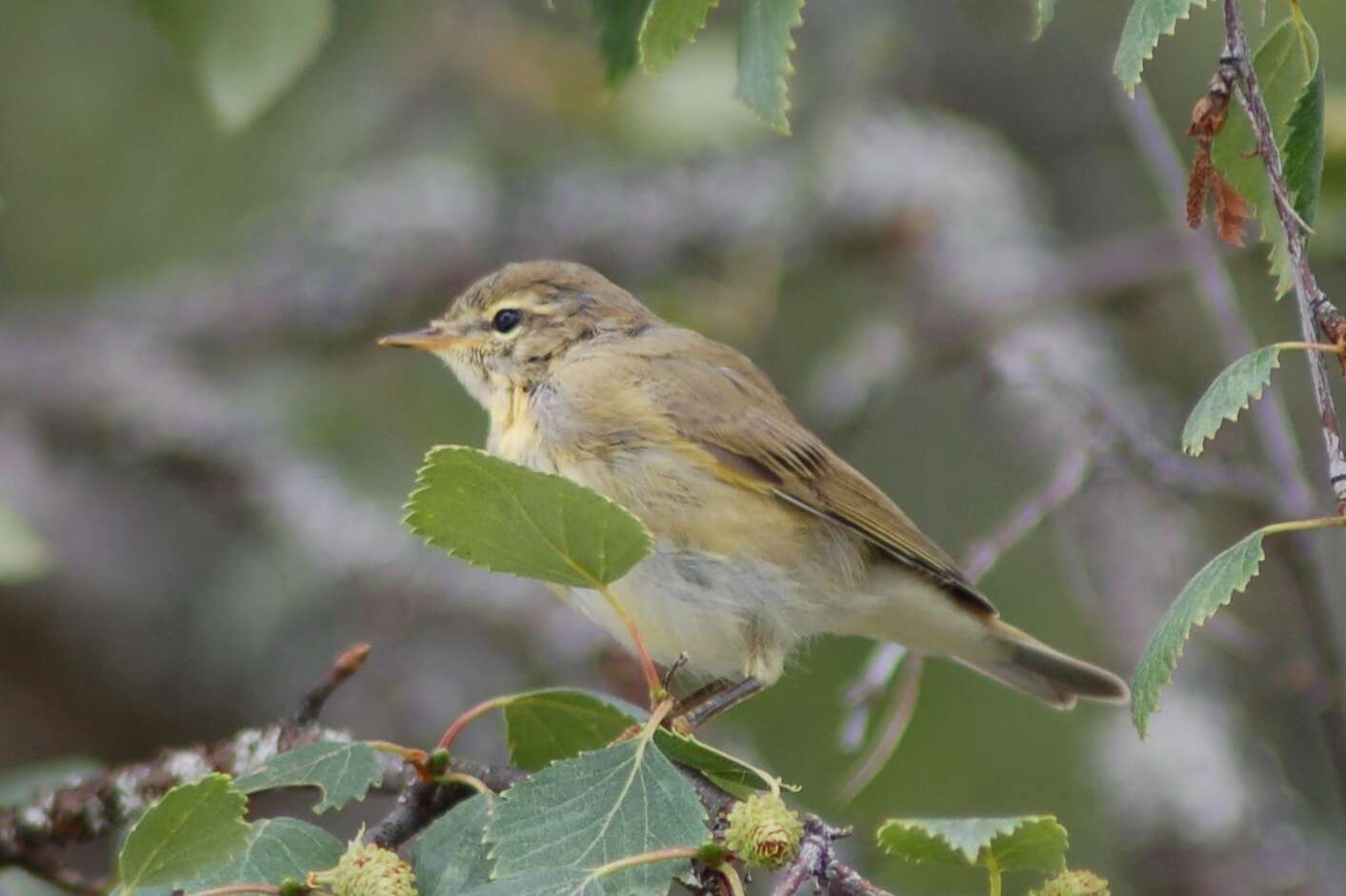 Image of Common Chiffchaff