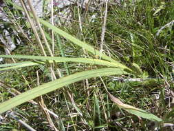 Image of Tritonia disticha subsp. rubrolucens (R. C. Foster) M. P. de Vos