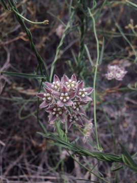 Imagem de Funastrum cynanchoides var. hartwegii (Vail) A. Krings