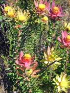 Image of Leucadendron orientale I. J. M. Williams