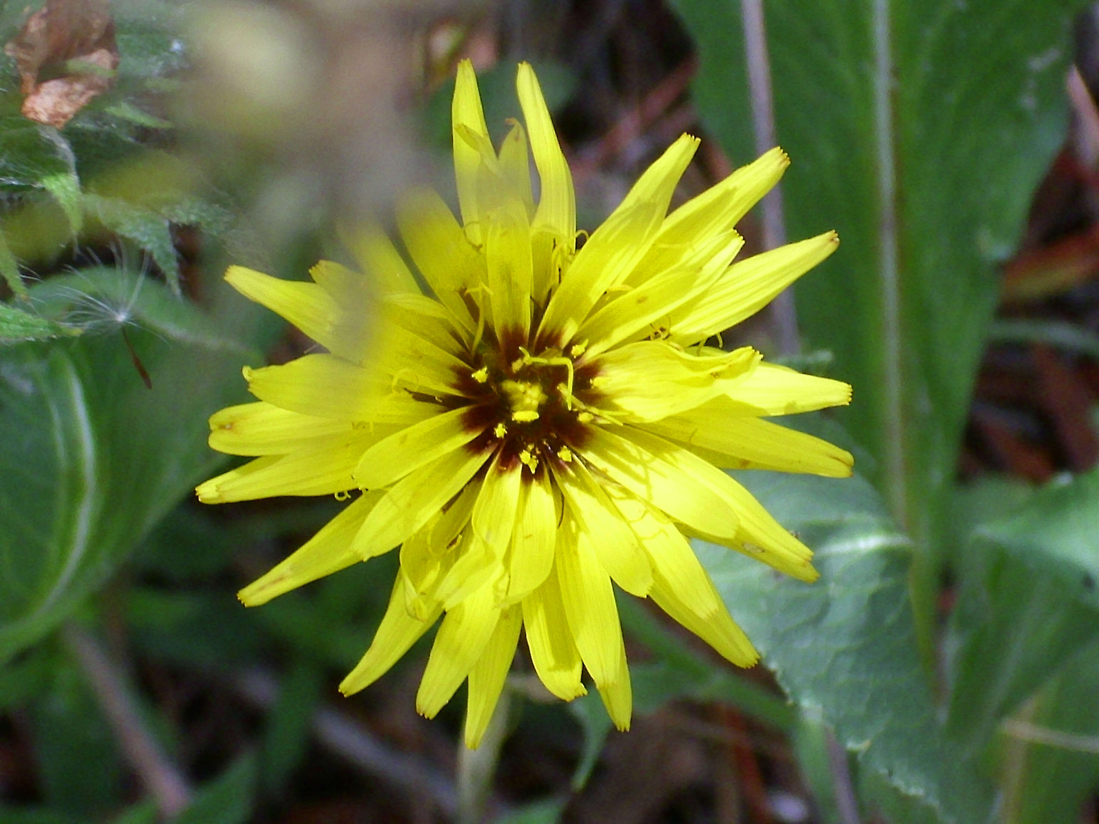 Image of black salsify