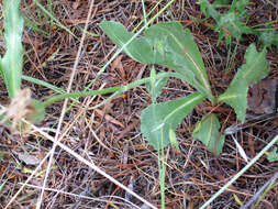 Image of black salsify