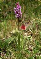 Image of fragrant orchid