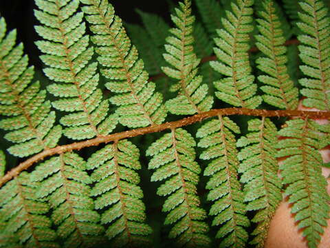 Image of Tree Fern Golden