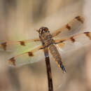 Libellula semifasciata Burmeister 1839 resmi