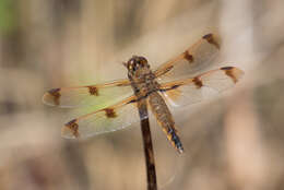 Image of Painted Skimmer