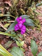 صورة Sobralia amabilis (Rchb. fil.) L. O. Williams