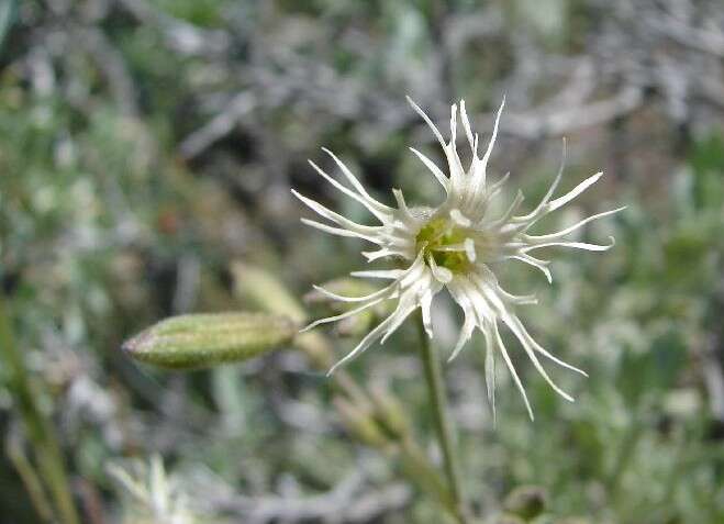 Слика од Silene oregana S. Wats.