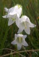 Image of Bearded Bellflower