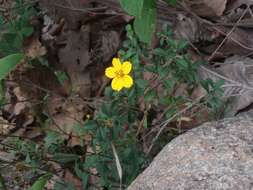 Image of Electranthera cuneifolia (Greenm.) Mesfin, Crawford & Pruski