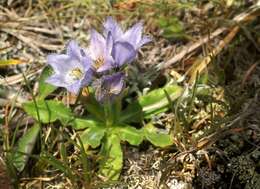 Image of Bearded Bellflower