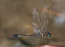 Image of Macromidia genialis Laidlaw 1923