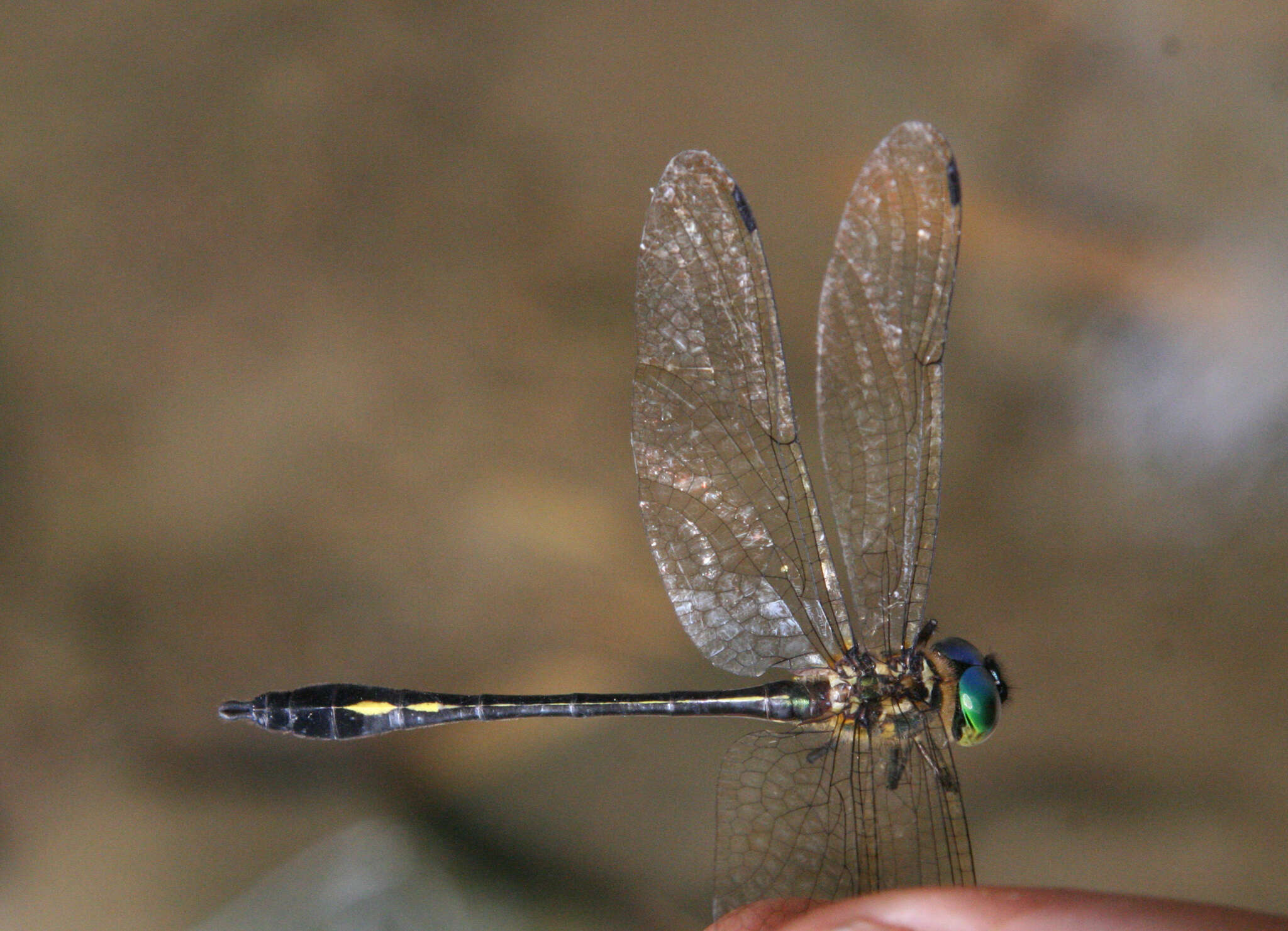 Image of Macromidia genialis Laidlaw 1923