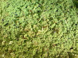 صورة Azolla filiculoides Lam.